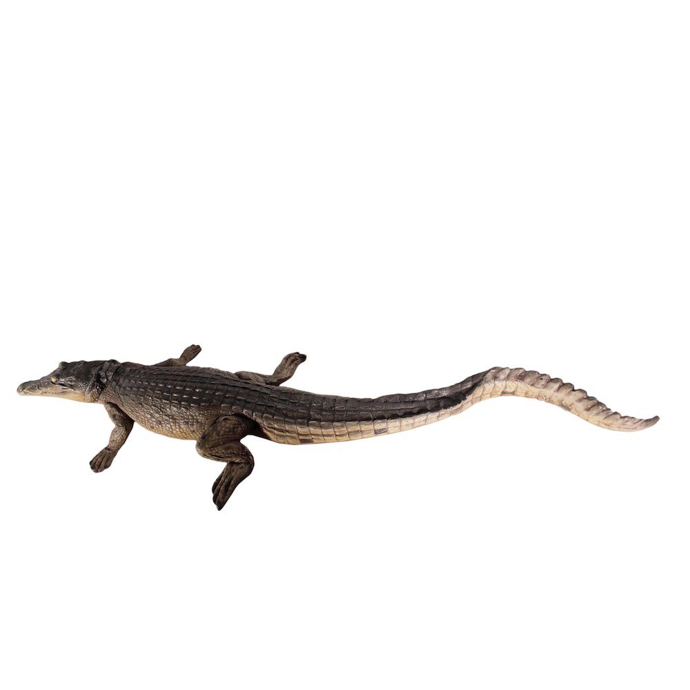 Crocodile Walking 4Ft