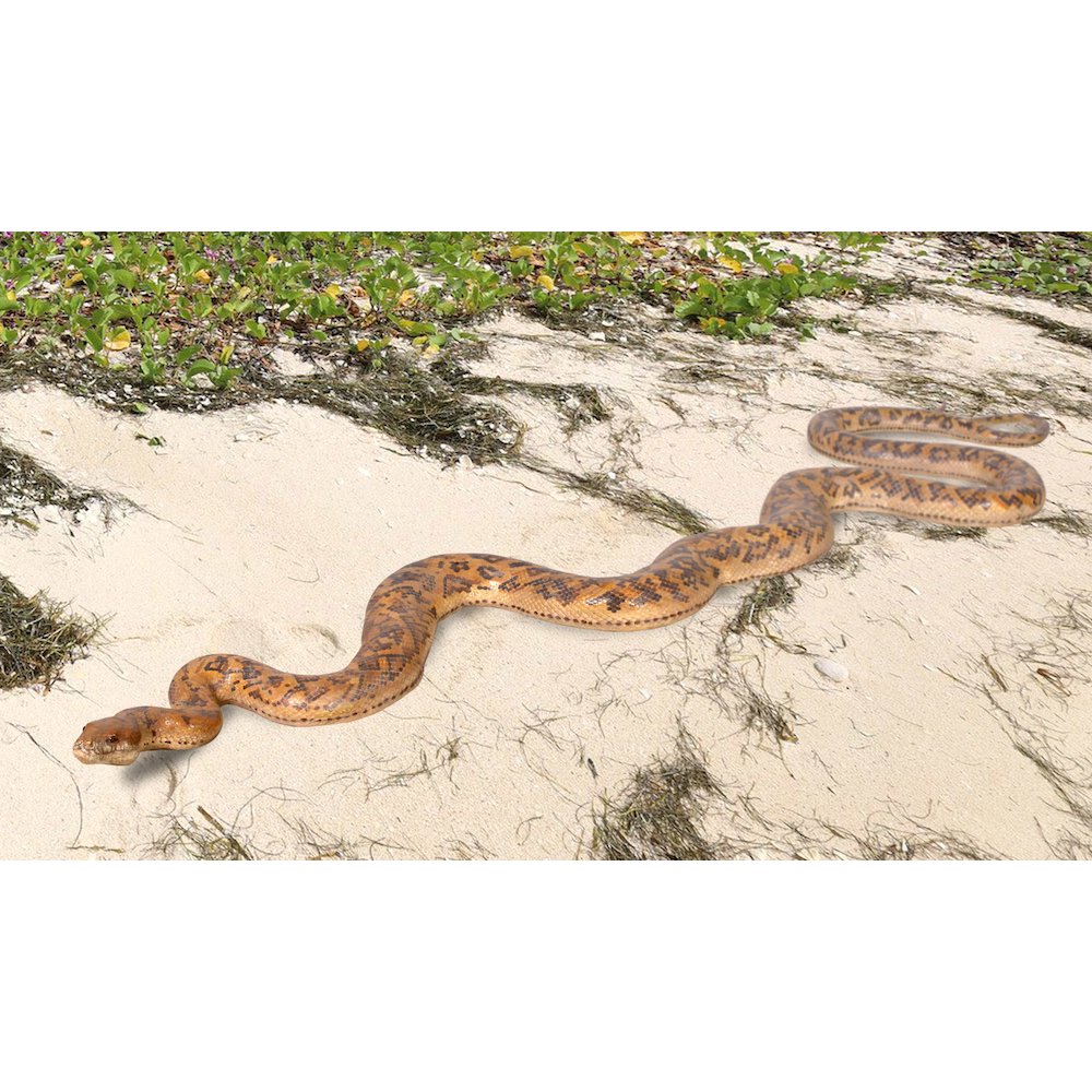 Python Snake 99.5″ Long