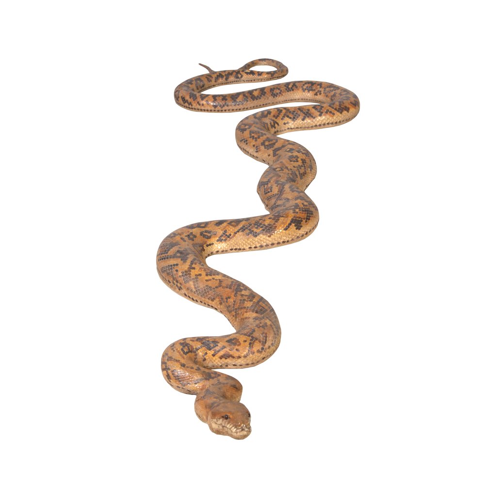 Python Snake 99.5″ Long