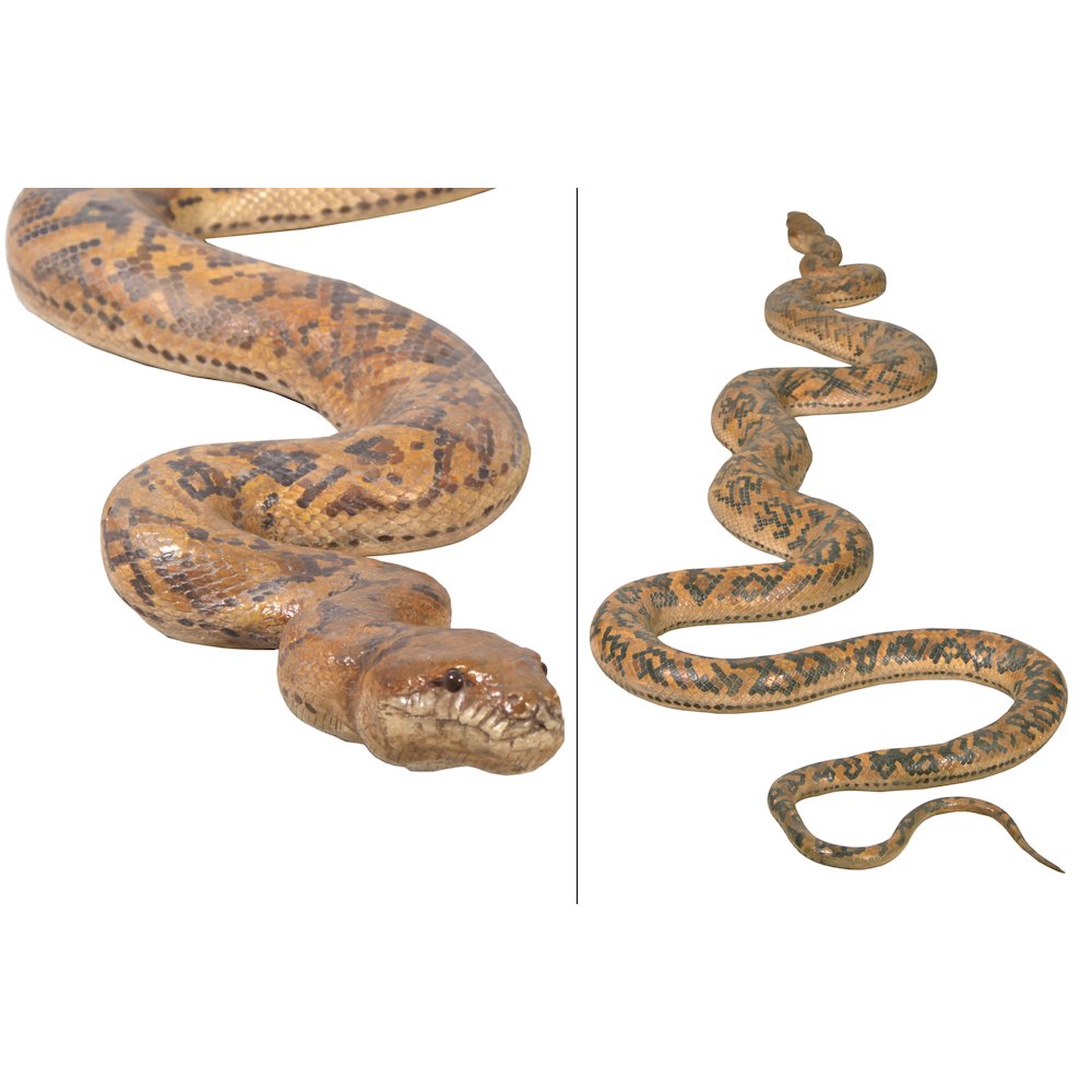Python Snake 99.5″ Long