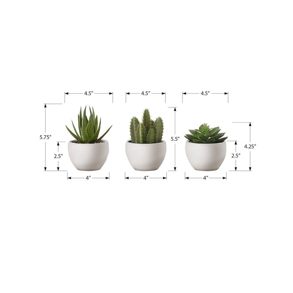 Succulent