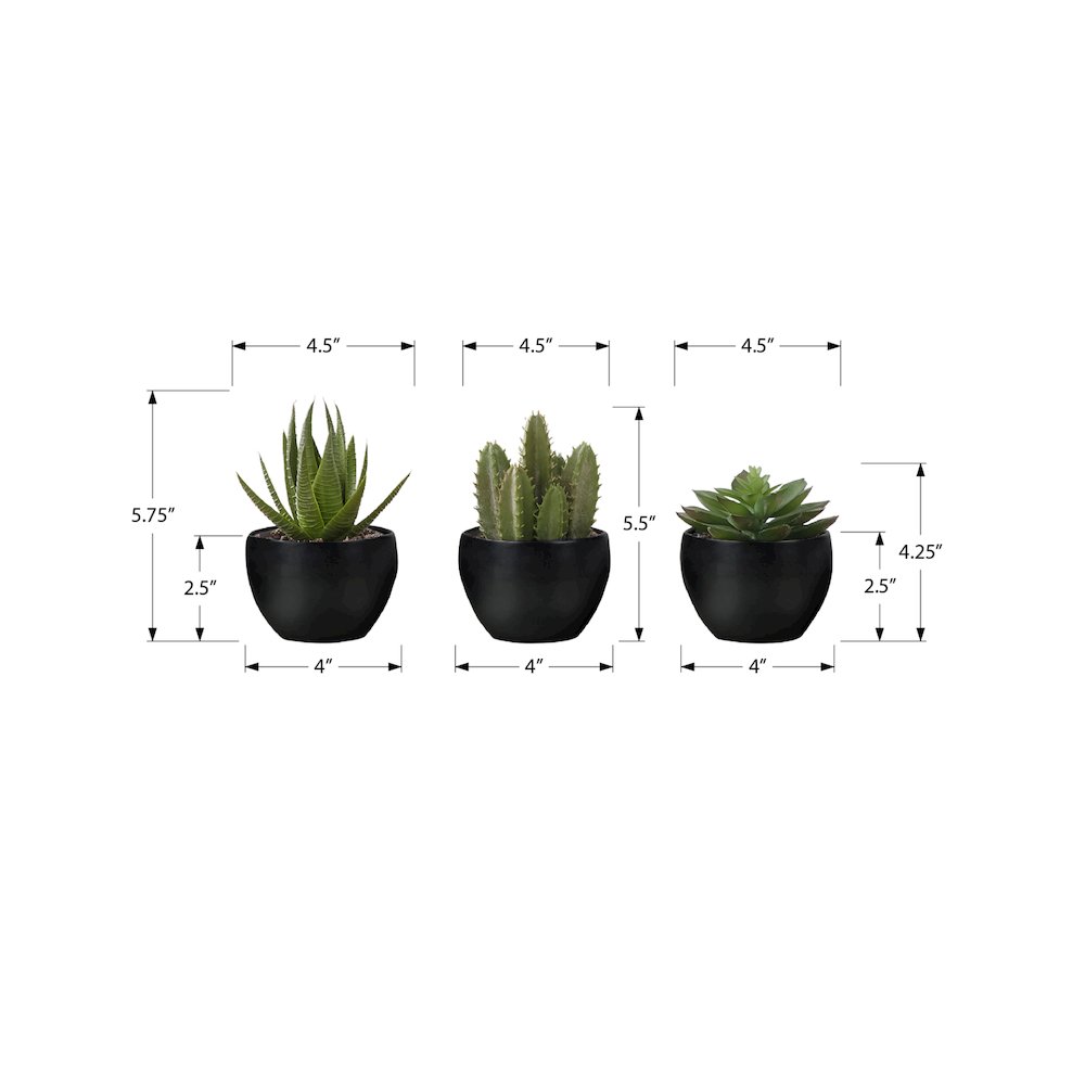 Succulent