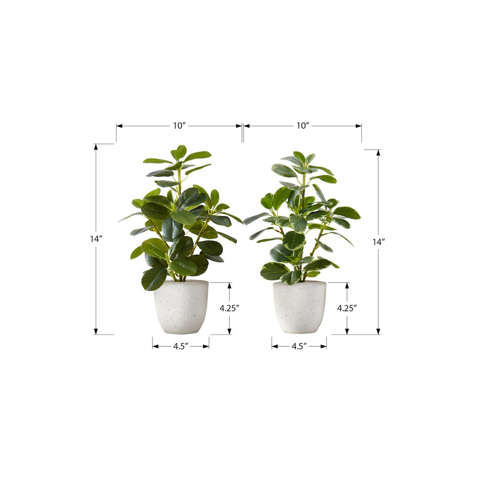 Ficus