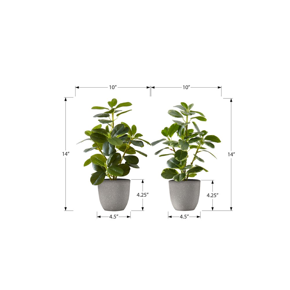Ficus