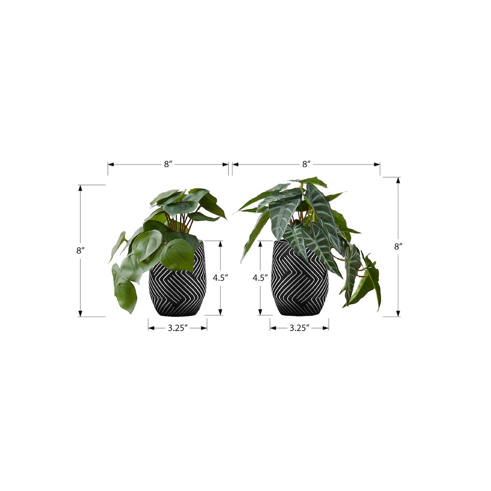 Alocasia