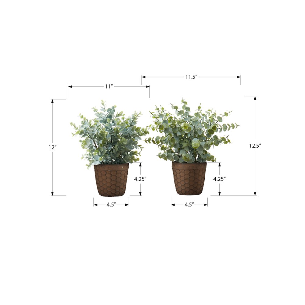 Eucalyptus Grass