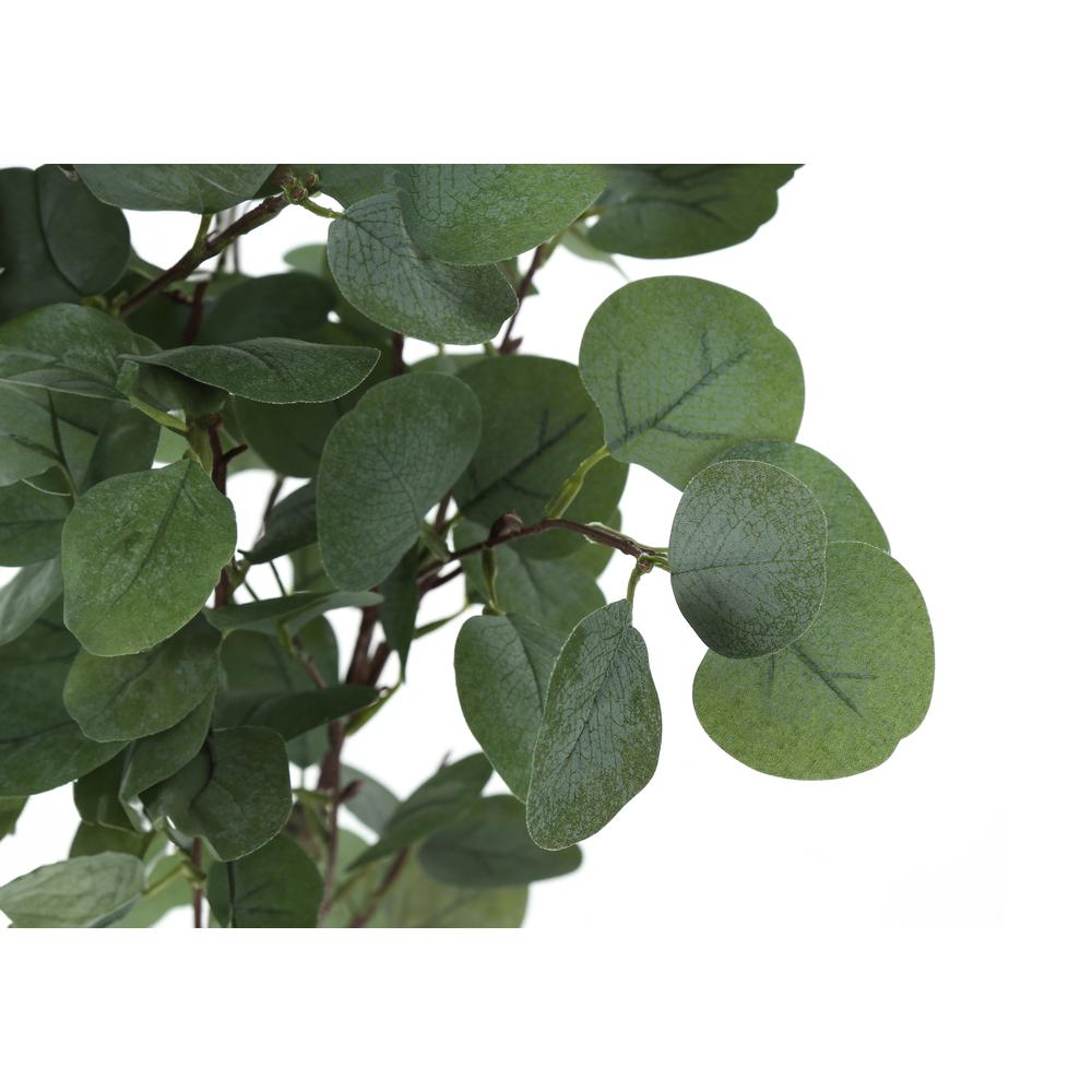 Eucalyptus Tree
