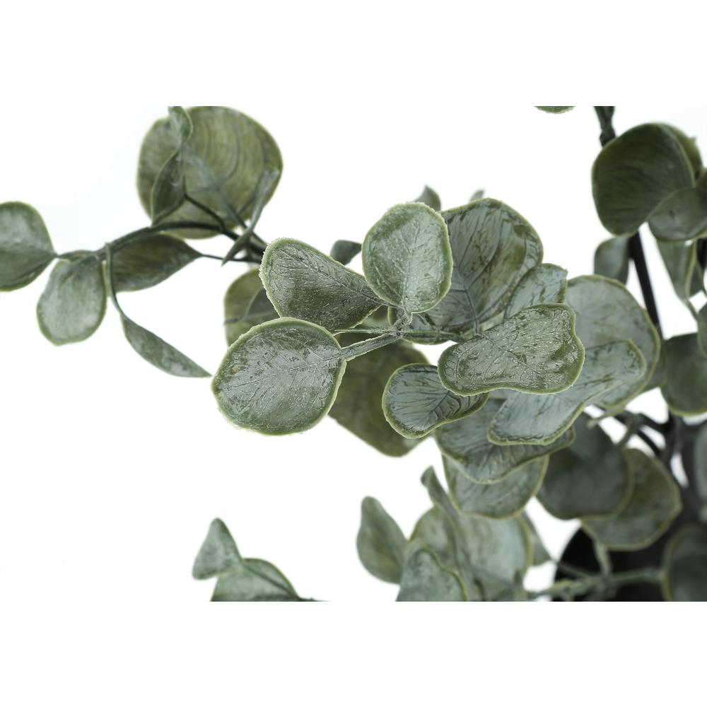 Eucalyptus Tree