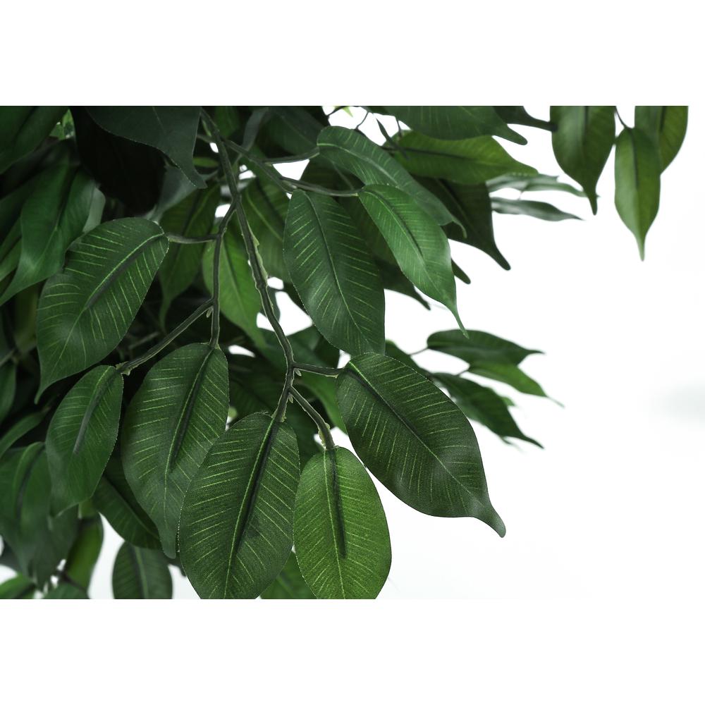 Ficus Tree