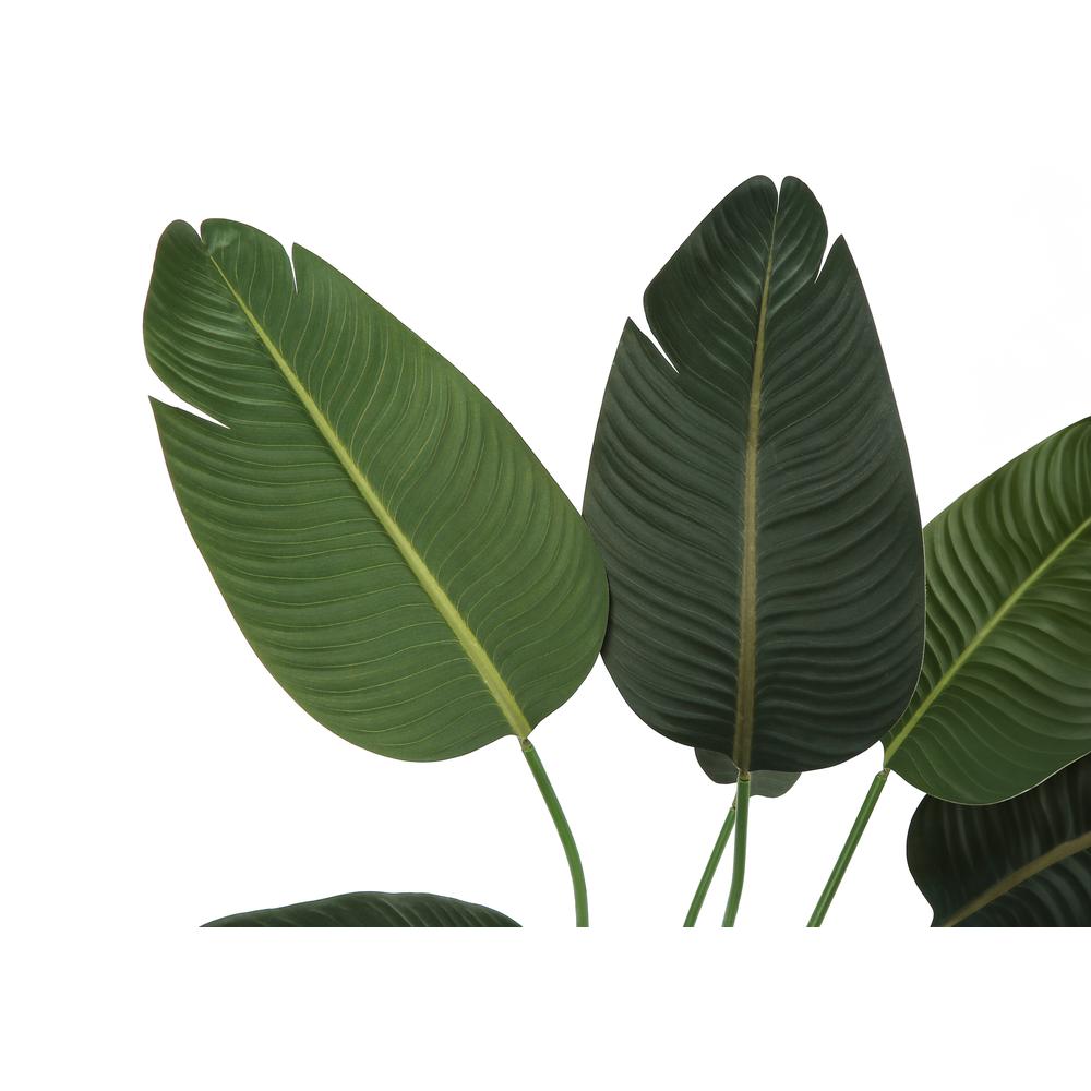 Bird Of Paradise Tree