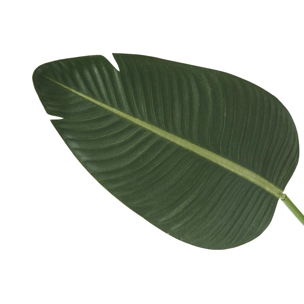 Bird Of Paradise Tree