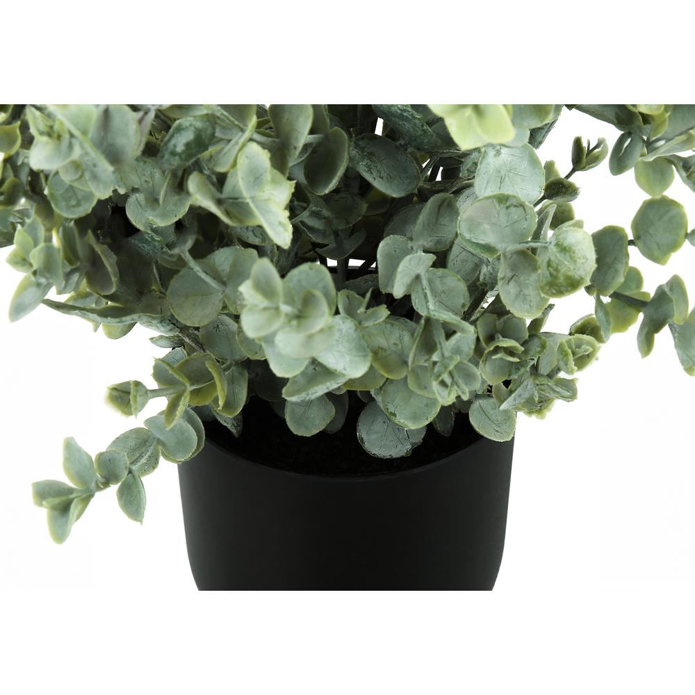 Eucalyptus Grass