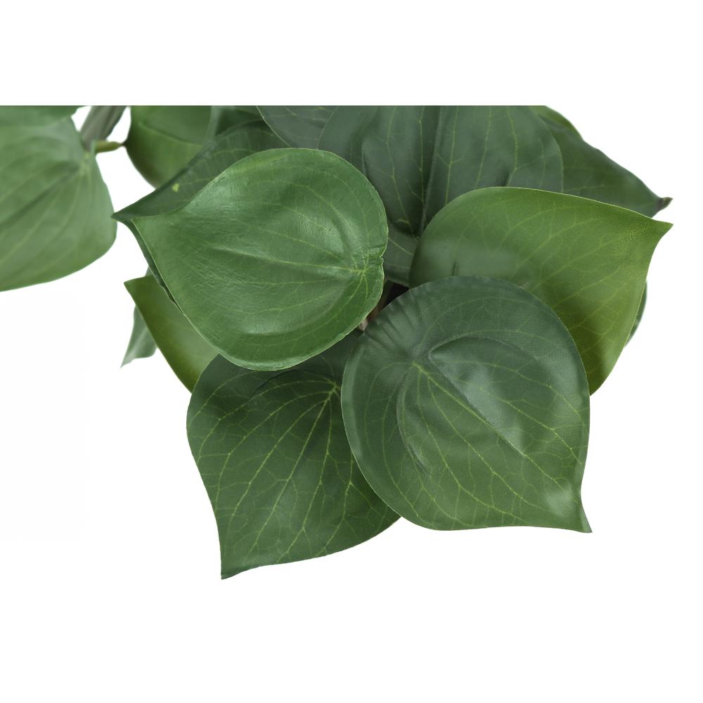 Alocasia