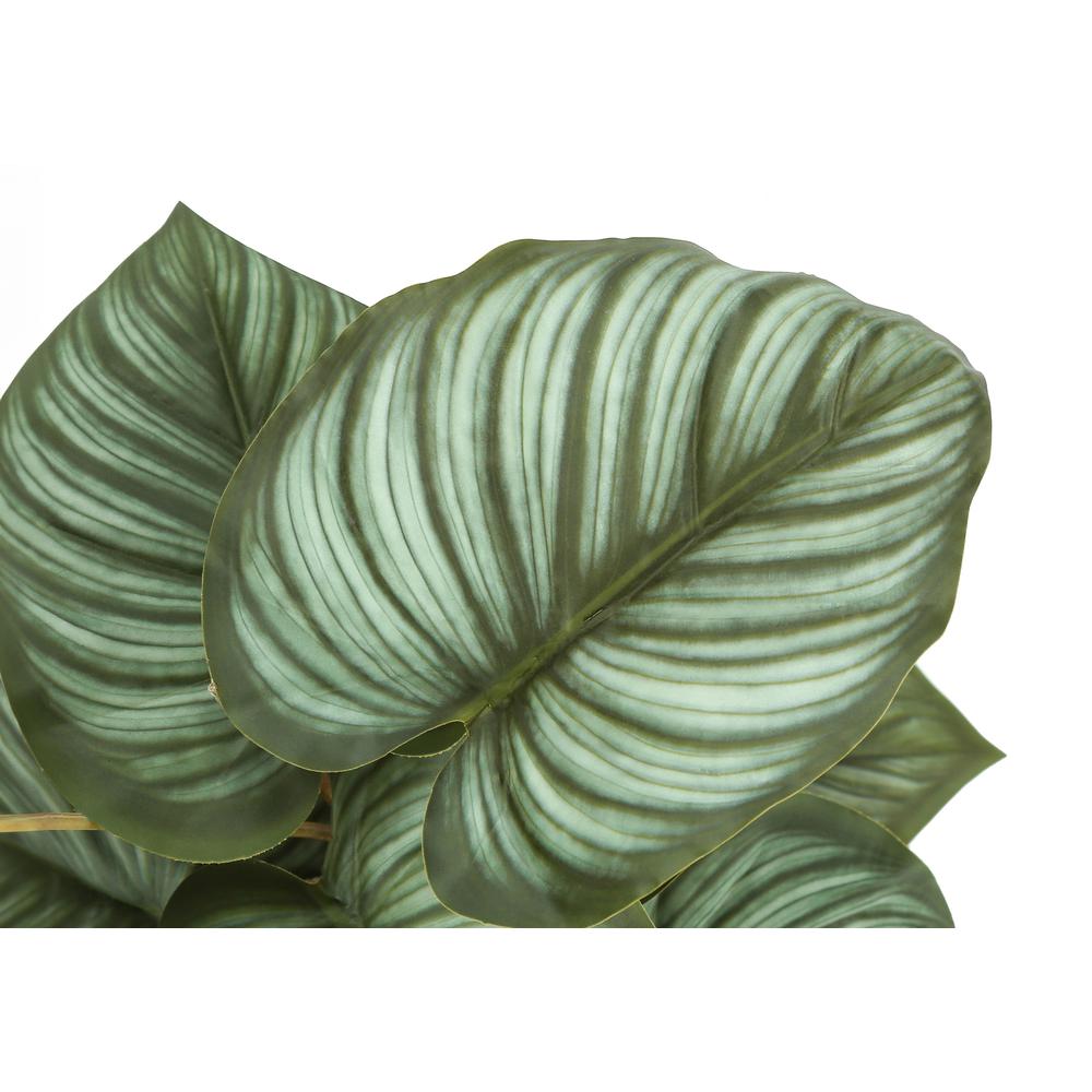 Epipremnum