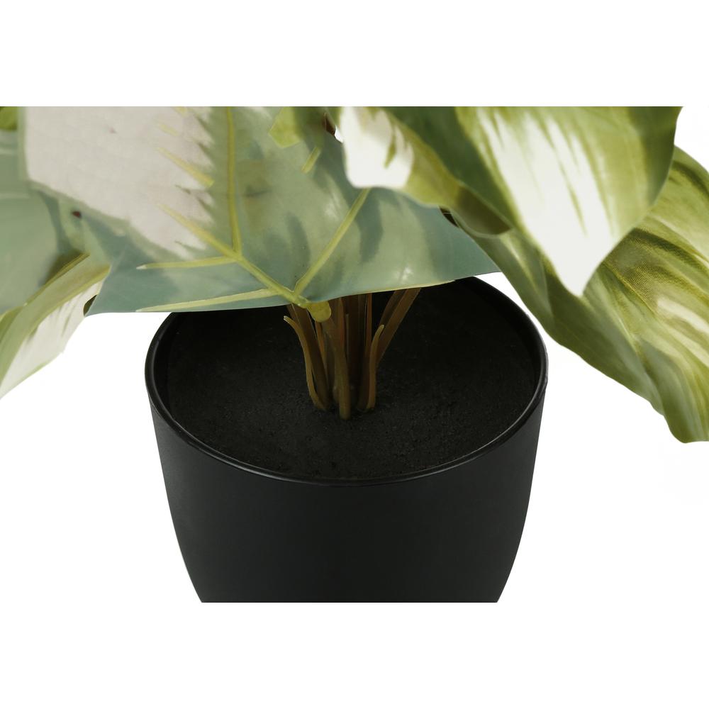 Monstera Calthea