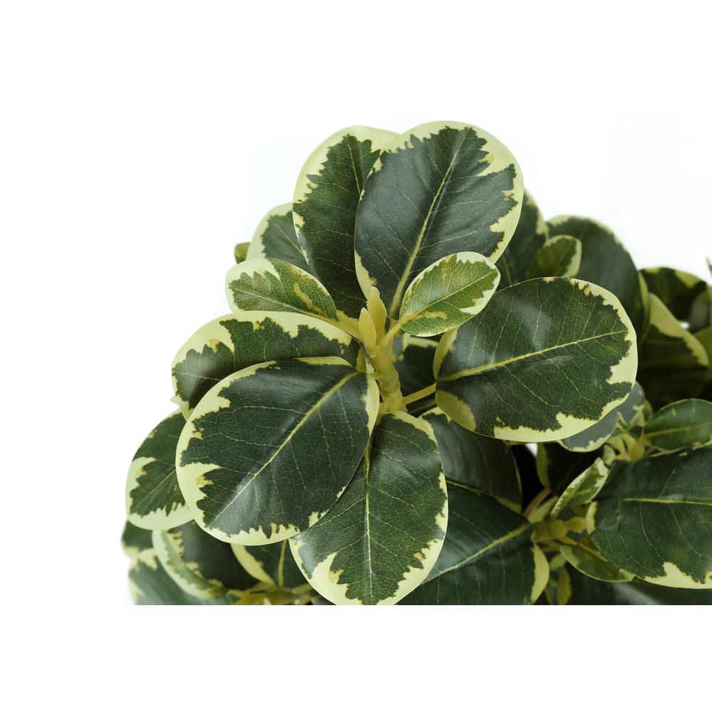 Ficus