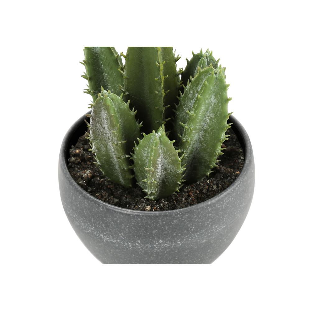 Succulent