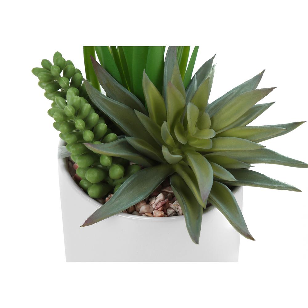 Succulent