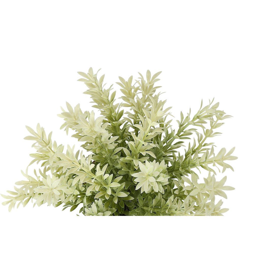 Mullberry Grass
