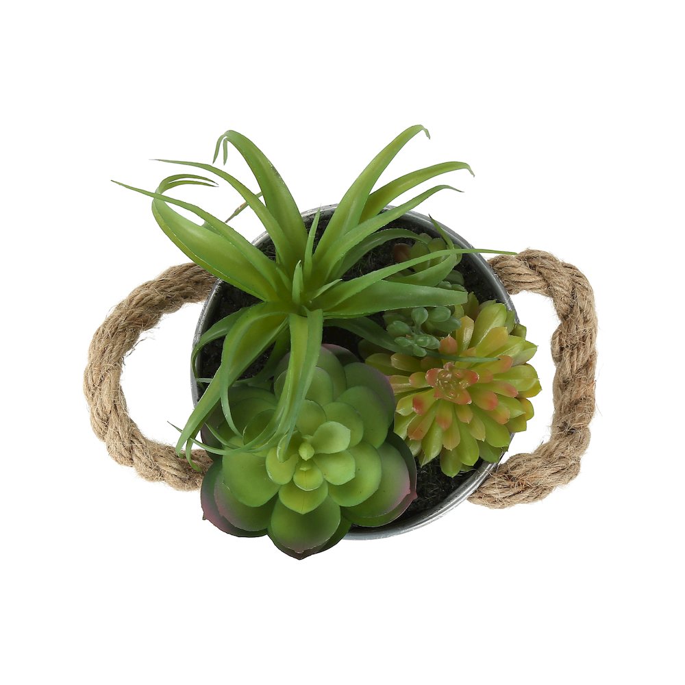 Succulent