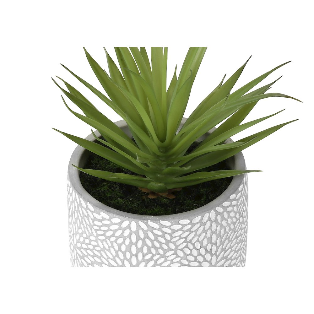 Succulent