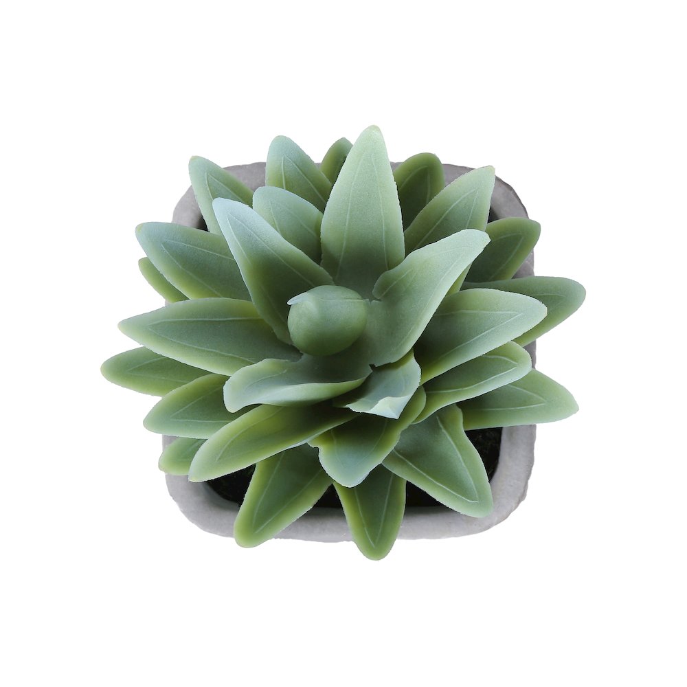 Succulent