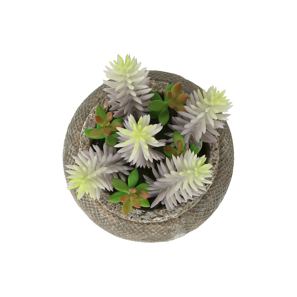 Succulent