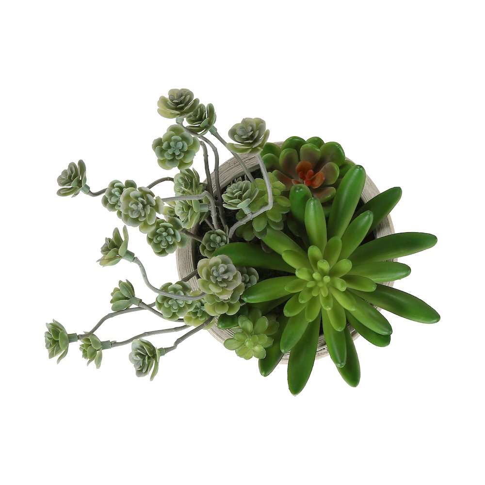Succulent