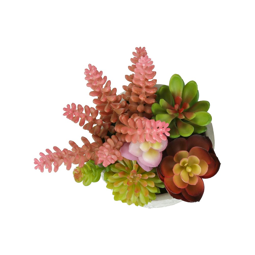 Succulent
