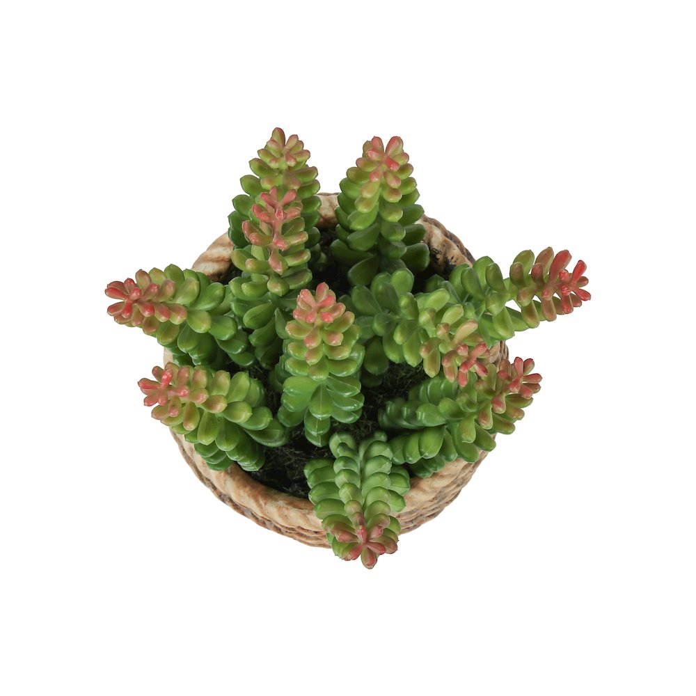 Succulent