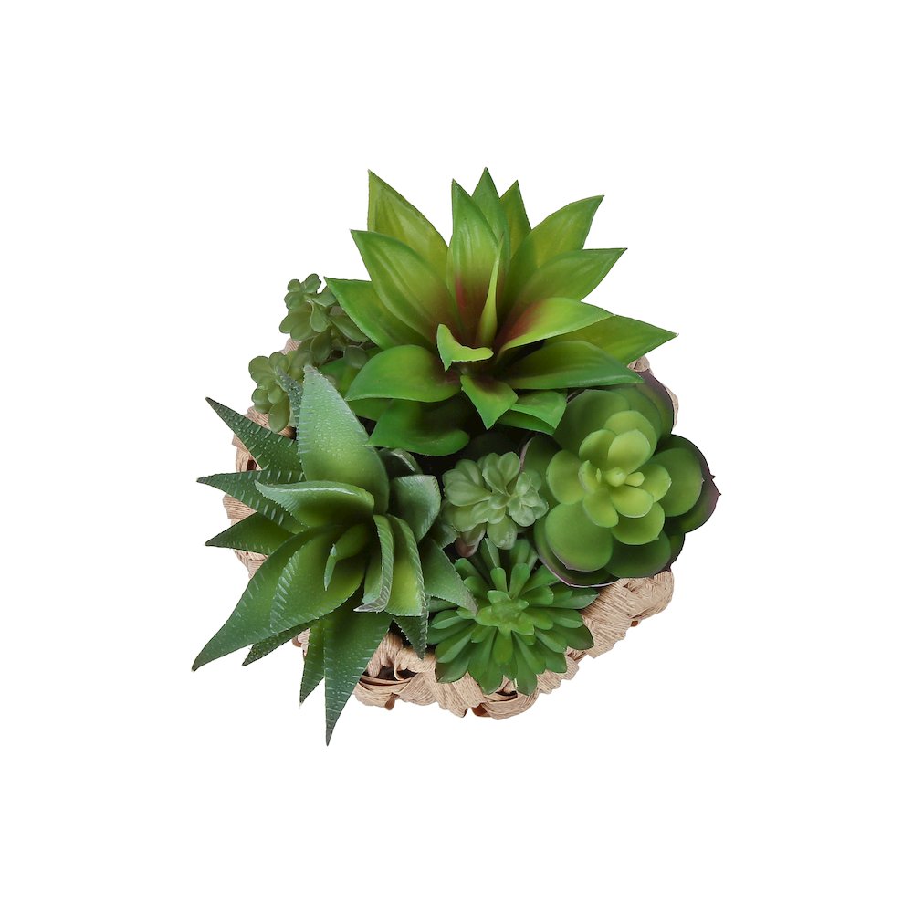 Succulent