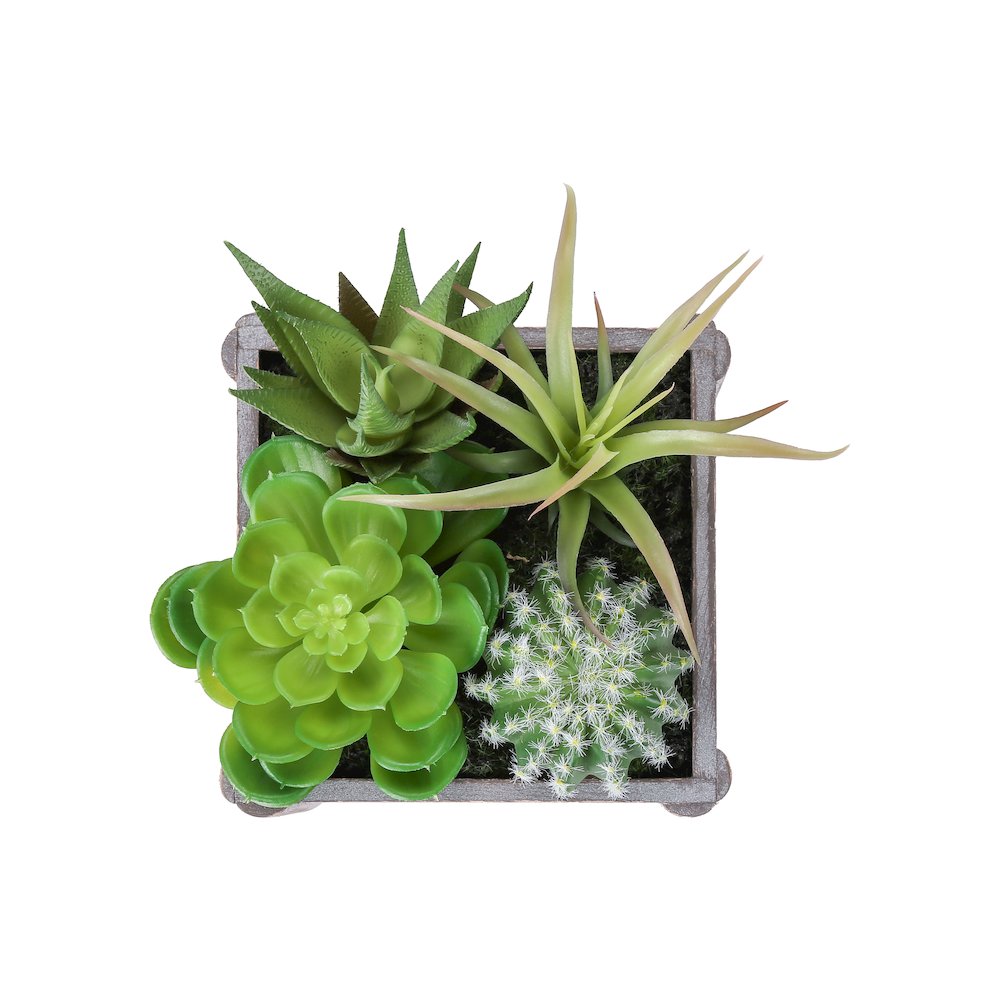 Succulent