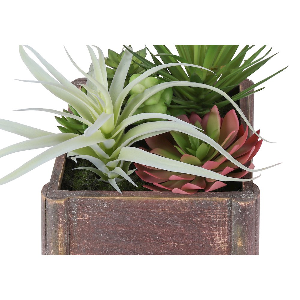 Succulent