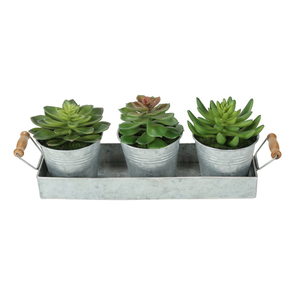 Succulent