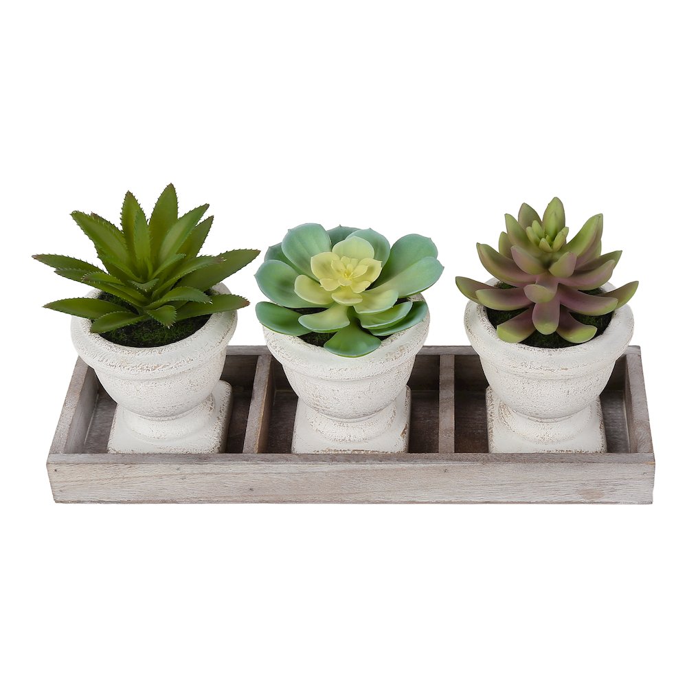 Succulent