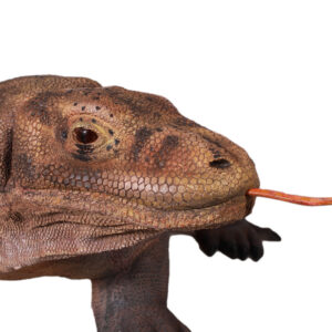 lifelike Komodo Dragon measures 130 inches Wide X 37 inches Depth X 19.75 inches Tall. Each original piece is hand sculpted by talented artists. The item offered is then Hand Cast in durable fiberglass. Each Creation is individually Hand Painted by the artists in the Philippines. The tail and tongue will ship unattached for safety in transport