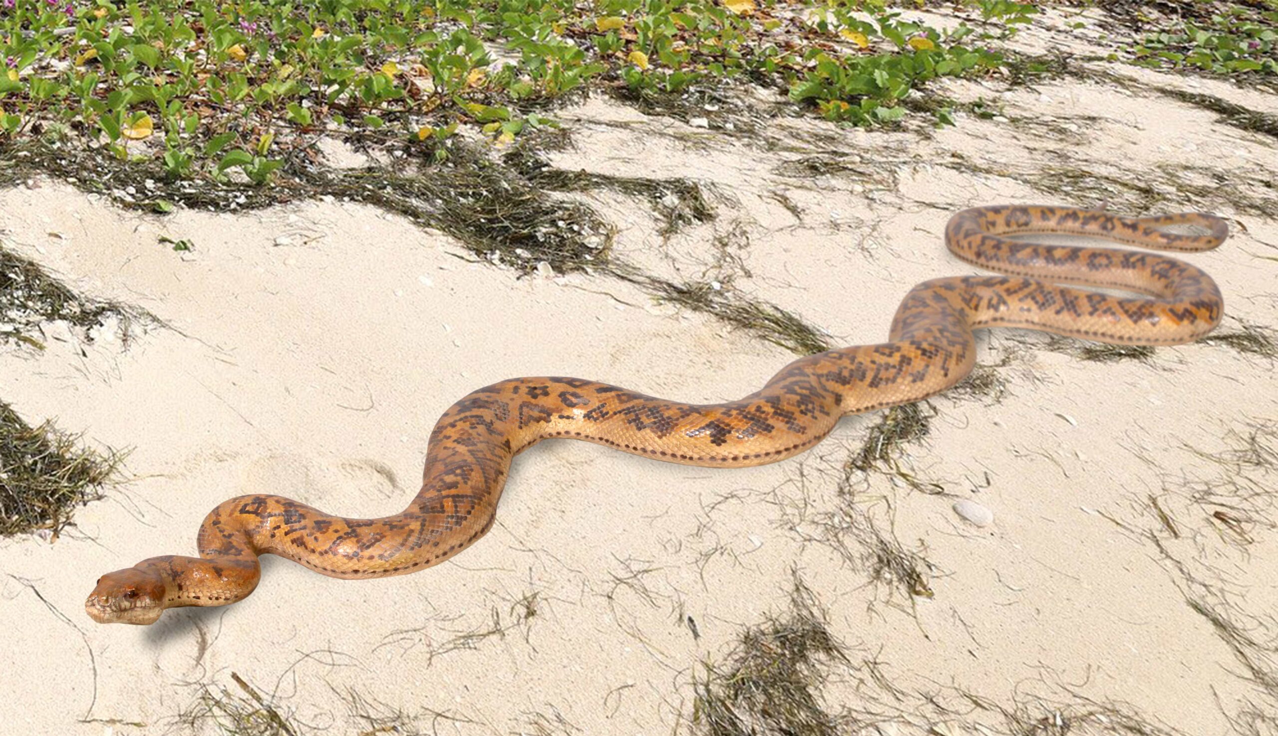 Python Snake 99.5″ Long