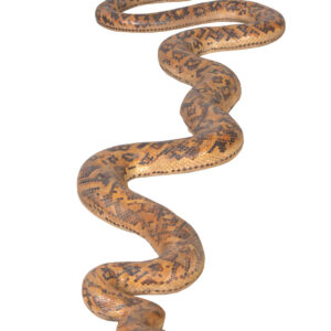IT'S A SNAKE!! Imagine the fun you can have with this fantastic piece of entertaining genius. The 8-foot-long Python snake is amazingly lifelike featuring an artist done hand-painted finish to capture the most realistic details. This charming little snake is constructed out in fiberglass