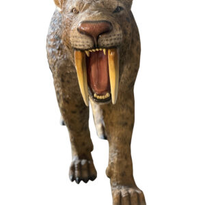 The Saber Toothed Cat is a LIFE SIZE offering from the authentic animal creation collection of AFD Home. It is an investment in quality and hand craftmanship that will be appreciated and spur the imagination of young and old for generations to come. It is hand crafted by artists in an all weather fiberglass materials