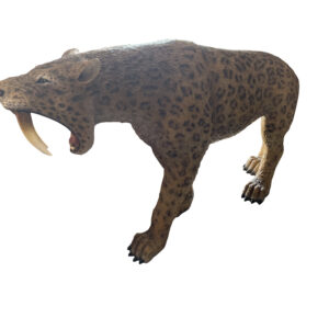 the finishing is also beautifully executed and the finishing touch that brings this prehistoric re-creation to life. A saber-toothed cat (alternatively spelled saber-toothed Cat or Tiger ) is a member of an extinct groups of predatory mammals that were characterized by long