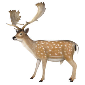 depending on the circumstances. This Fallow Deer Buck is sure to help transform your space into something truly magnificent. This Fallow Deer Buck is brand new and makes an excellent gift for any hunting fan or nature lover.